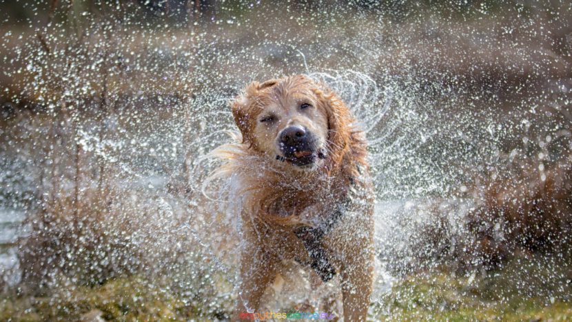 Le “scosse” nel cane bagnato