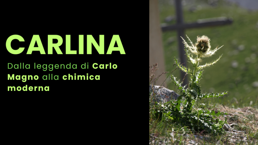 Erba carlina (Carlina acaulis)