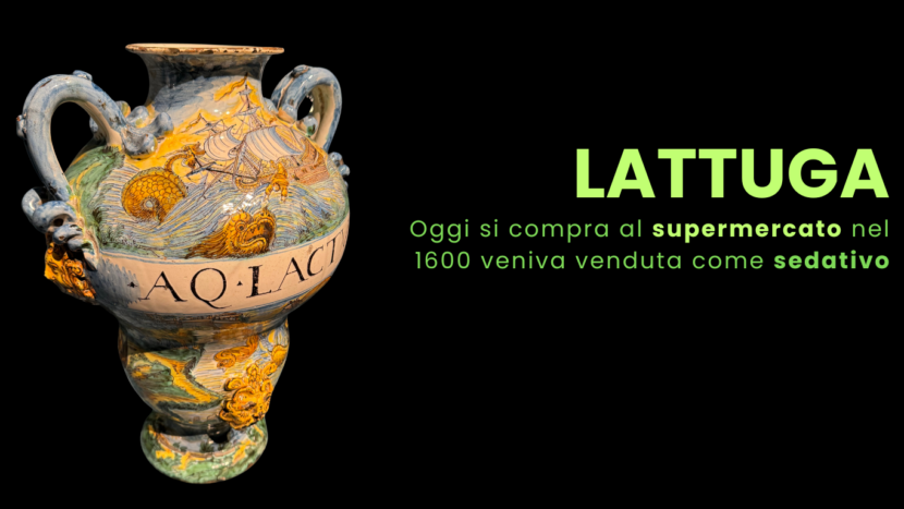 Lattuga: molecole sedative e uso medico nella storia della farmacia