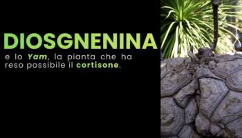 Diosgenina e la radice vegetale che rese possibile il cortisone