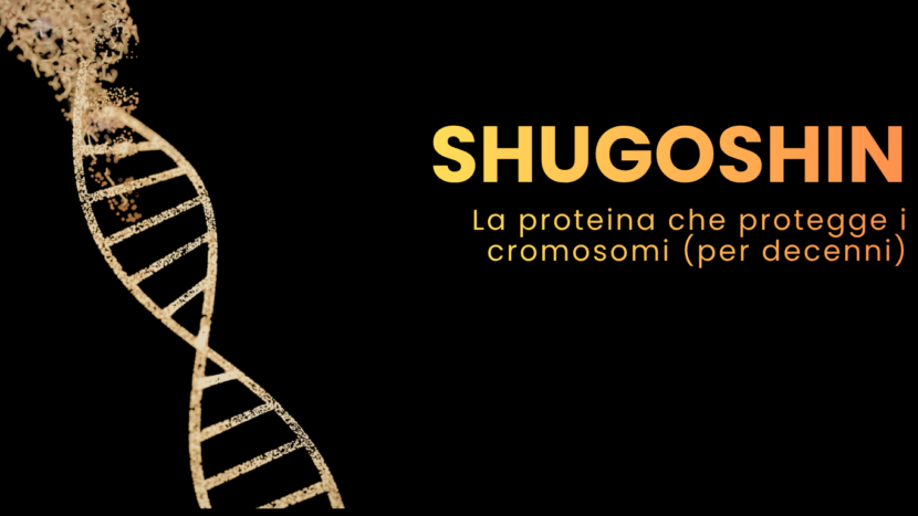Shugoshin: la proteina che protegge i cromosomi